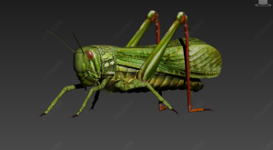 蚂蚱模型-ITCG资源网